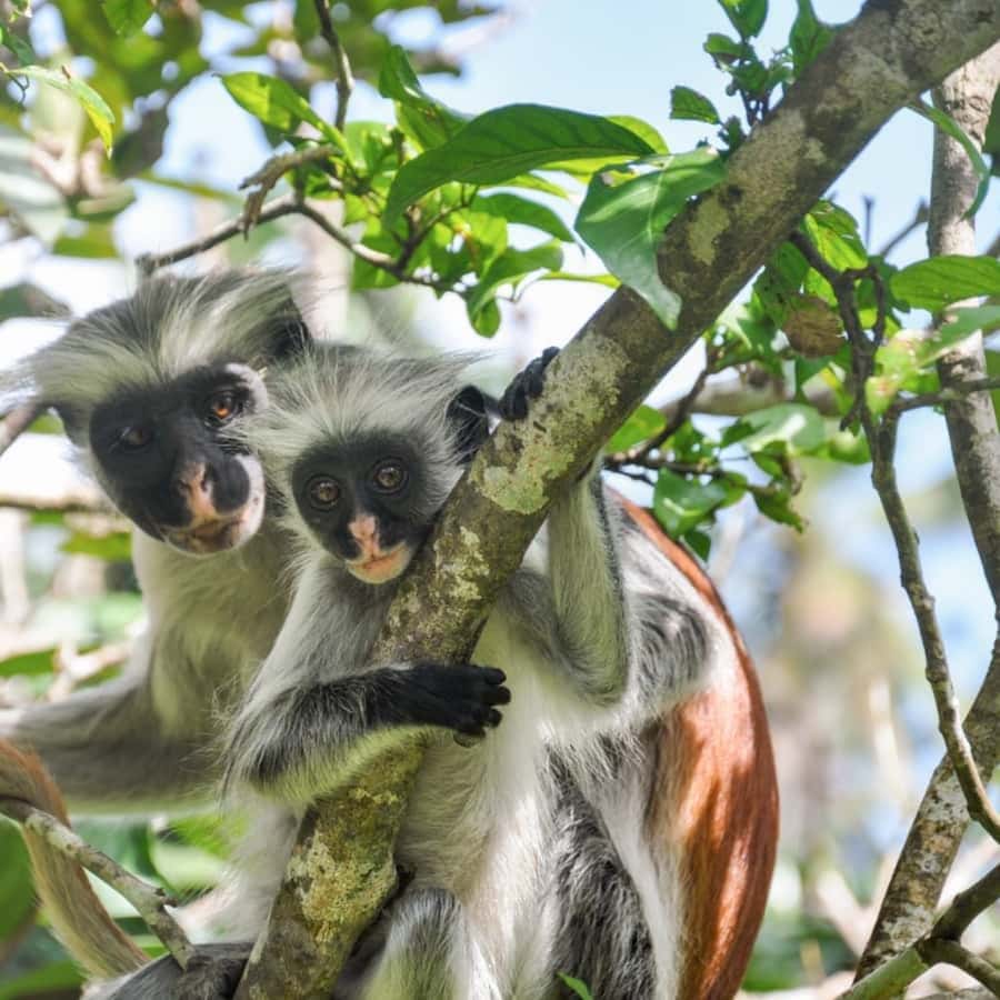 ZANZIBAR: Jozani Forest, butterfly center & Reptile park - Who should book this Zanzibar nature and reptile day
