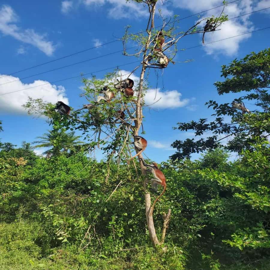 ZANZIBAR: Jozani Forest, butterfly center & Reptile park - Practical tips before you go