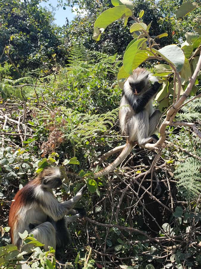 Zanzibar: Jozani forest, Butterfly center & Salaam cave tour - Key things to know before you go