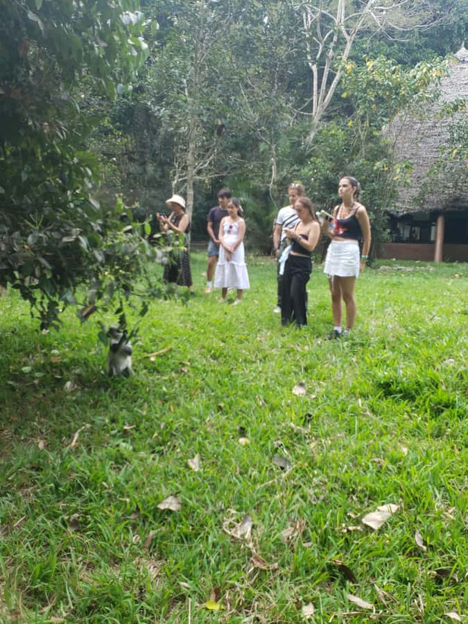 Zanzibar: Jozani forest, Butterfly center & Salaam cave tour - Jozani Chwaka Bay: red colobus, mangroves, and a real wildlife walk