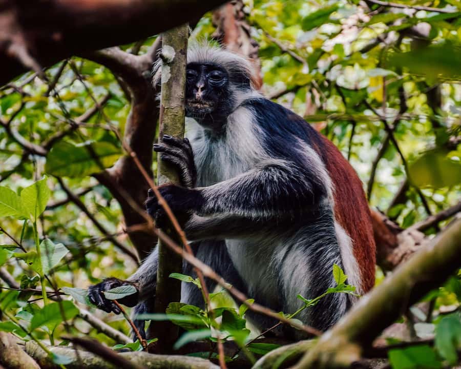 Zanzibar: Jozani forest, Butterfly center & Salaam cave tour - Kizimkazi transfer: build your day for heat and water time