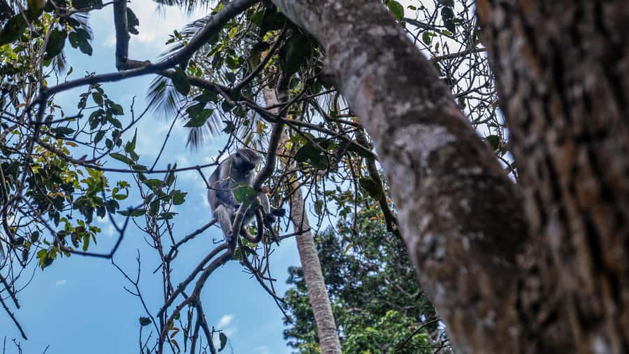 Zanzibar: Jozani Forest Guided Tour,Red Colobus and transfer - Jozani Chwaka Bay: Why this short guided wildlife walk is worth it