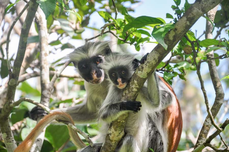 Zanzibar: Jozani Forest Guided Tour,Red Colobus and transfer - The 3-hour timing: how the van ride shapes your visit