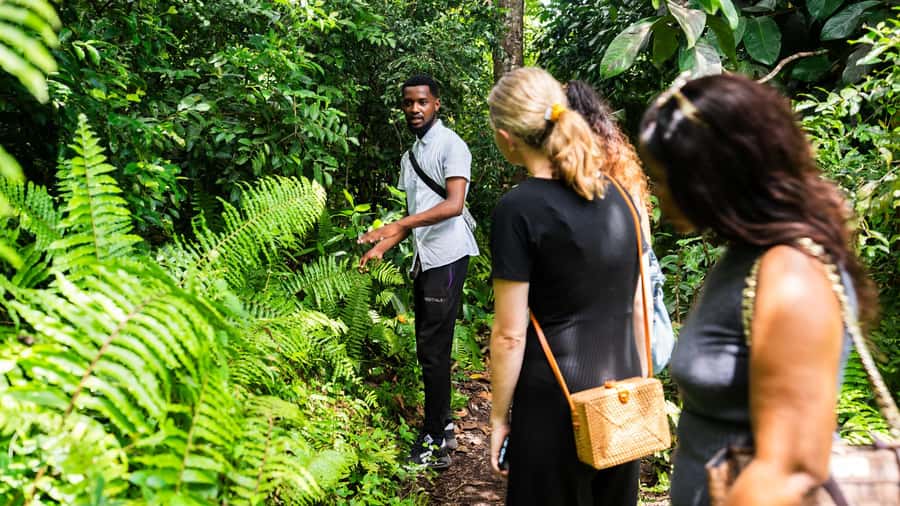 Zanzibar: Jozani Forest Guided Tour,Red Colobus and transfer - Transfers from Zanzibar: what to expect from the pickup and ride