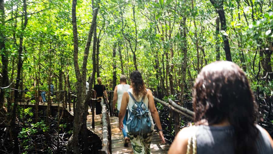 Zanzibar: Jozani Forest Guided Tour,Red Colobus and transfer - What happens on the boardwalk and forest trails