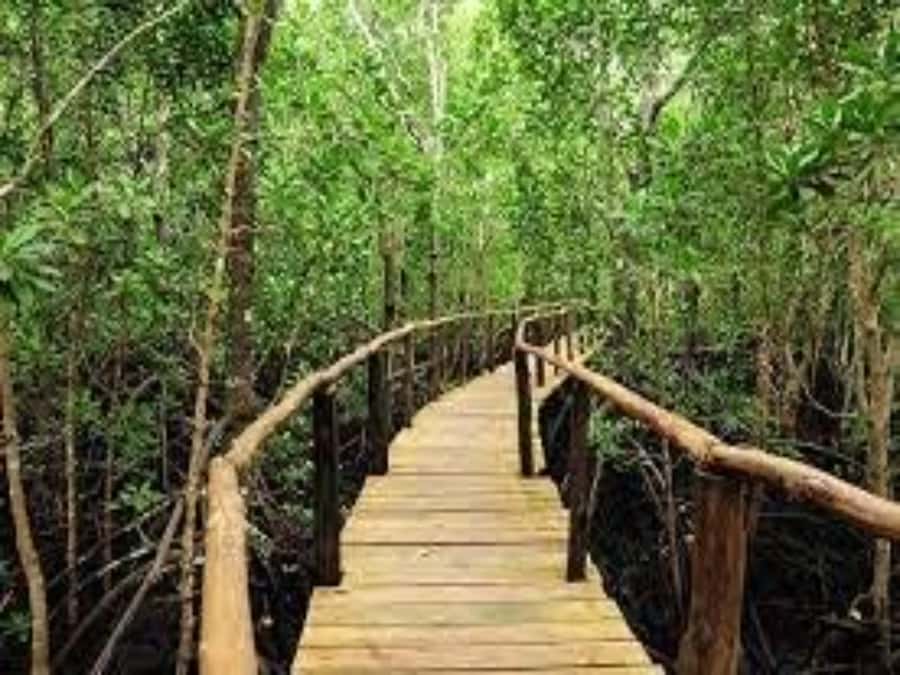Zanzibar: Jozani Forest Guided Tour,Red Colobus and transfer - Crowd, weather, and animal sightings: the real-life variables