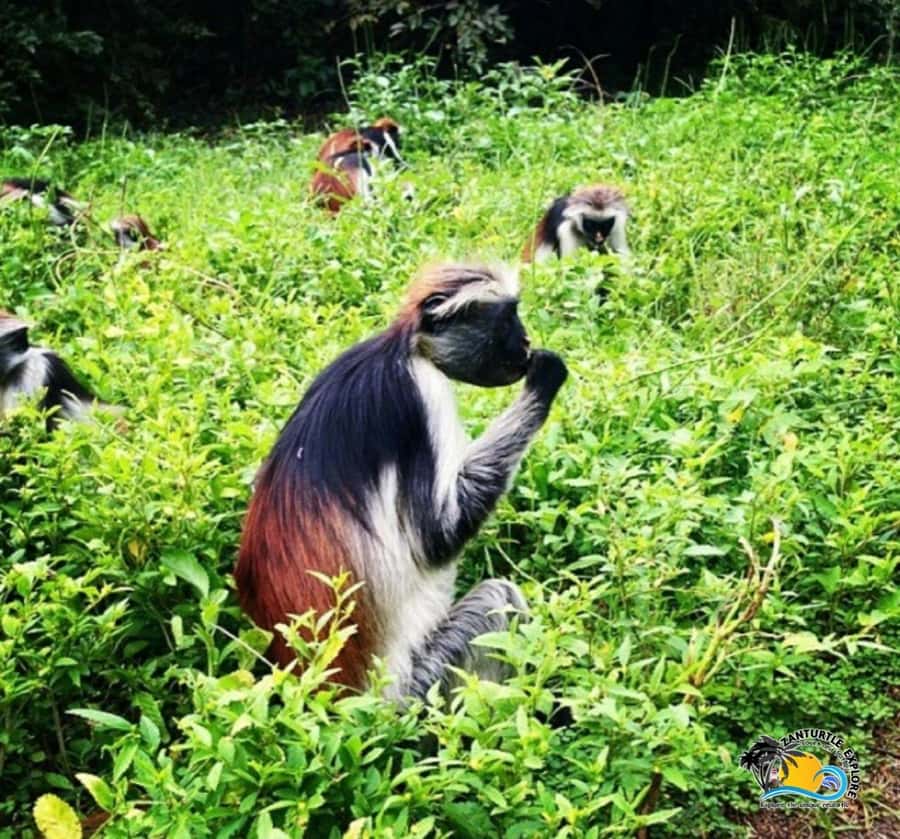 Zanzibar: Jozani Forest, Kuza Cave & Salaam Cave Aquarium - What to bring so your day goes smoothly