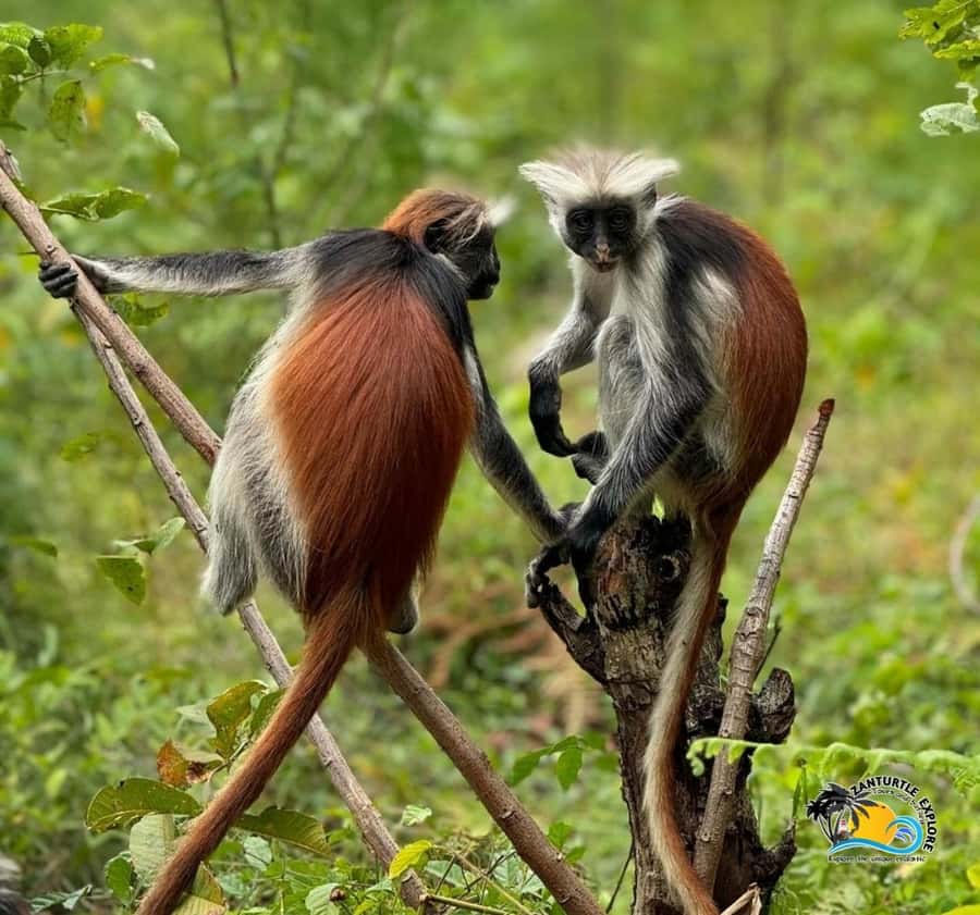Zanzibar: Jozani Forest, Kuza Cave & Salaam Cave Aquarium - Wildlife and water: safety and comfort expectations