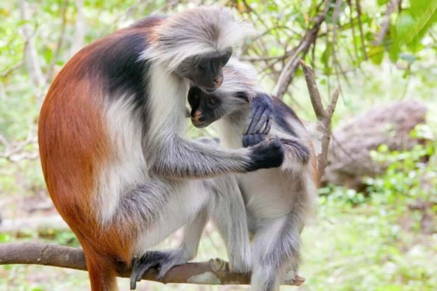 Zanzibar: Jozani forest + Kuza cave visit & Paje beach tour - Price and Value at $127 Per Person: What You’re Actually Getting