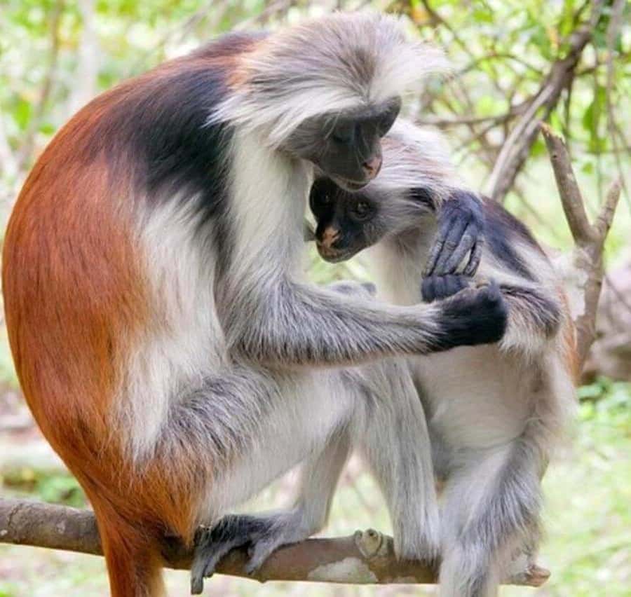 ZANZIBAR: Jozani Forest Monkey Tour and The Rock Restaurant - The Rock Restaurant in Pingwe: tide access, sea views, and meal strategy