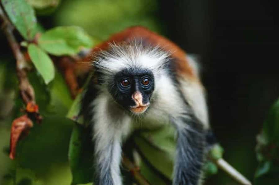 ZANZIBAR: Jozani Forest Monkey Tour and The Rock Restaurant - Price and value: $99 for a guided nature hit plus a famous restaurant visit