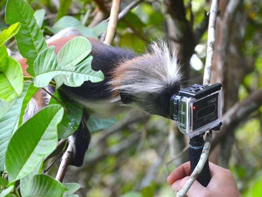 ZANZIBAR: Jozani Forest Monkey Tour and The Rock Restaurant - Who this tour fits best, and who might want a different day