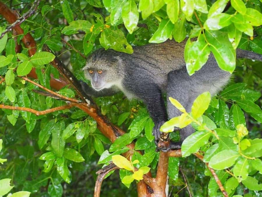 ZANZIBAR: Jozani Forest Monkey Tour and The Rock Restaurant - Should you book this Jozani Forest Monkey and The Rock Restaurant tour?