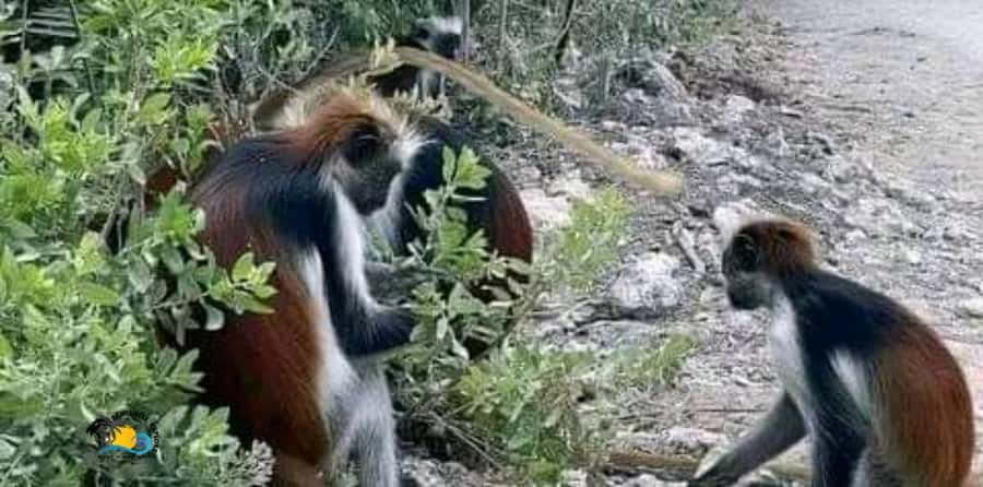 Zanzibar: Jozani Forest National Park Guided Tour - Key things I would do first (before you go)
