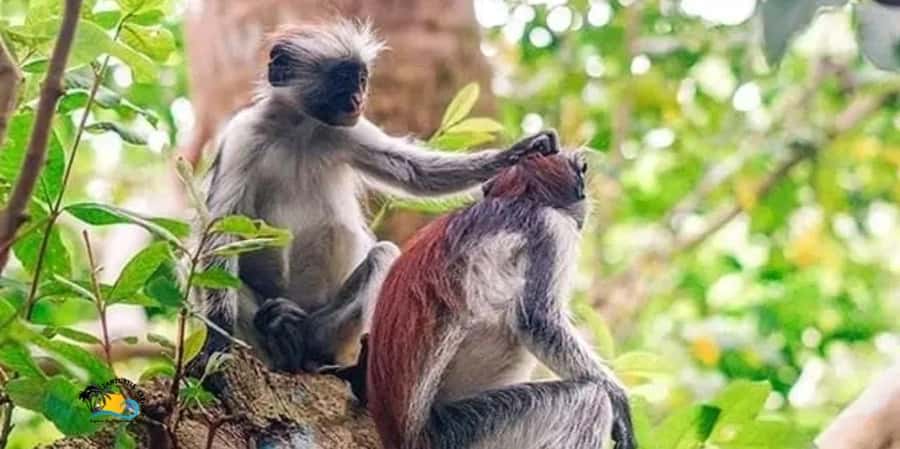 Zanzibar: Jozani Forest National Park Guided Tour - Jozani Forest National Park, where Zanzibar feels wild