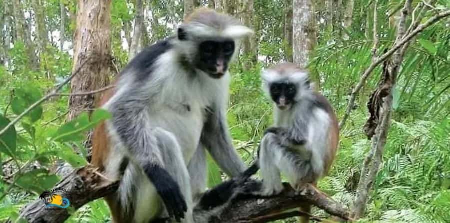 Zanzibar: Jozani Forest National Park Guided Tour - Guided hardwood forest, plant stories and swamp life lessons
