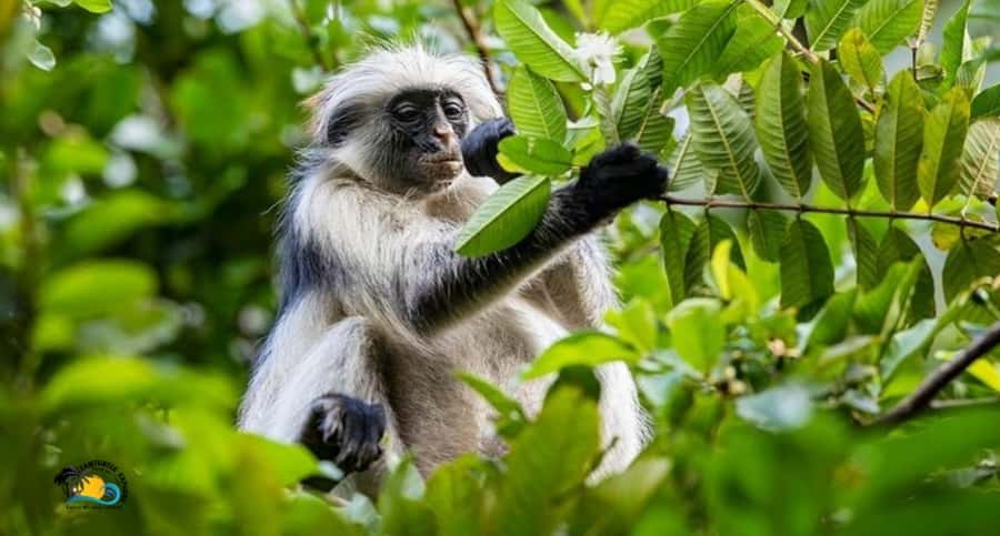 Zanzibar: Jozani Forest National Park Guided Tour - Mangrove boardwalk, crabs at your feet (if the tide is right)