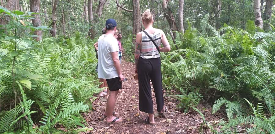 Zanzibar: Jozani Forest & Red Colobus Monkeys Private Tour - Jozani Forest and Red Colobus, Zanzibar’s Nature Shortcut
