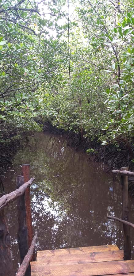 Zanzibar: Jozani Forest & Red Colobus Monkeys Private Tour - Price of $76: What You Get in a Private Tour