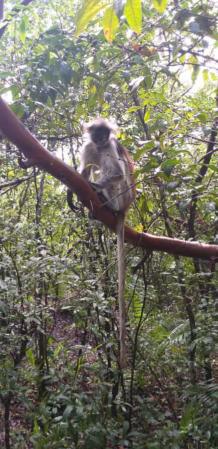 Zanzibar: Jozani Forest & Red Colobus Monkeys Private Tour - What to Bring, Wear, and Skip in the Park