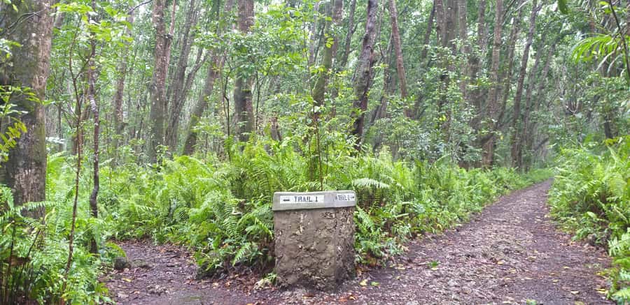 Zanzibar: Jozani Forest & Red Colobus Monkeys Private Tour - Should You Book the Zanzibar Jozani Forest and Red Colobus Tour?