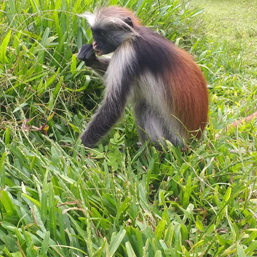 Zanzibar: Jozani Forest & Red Colobus Monkeys Private Tour - Mangrove Boardwalks: What You See Beyond the Photos