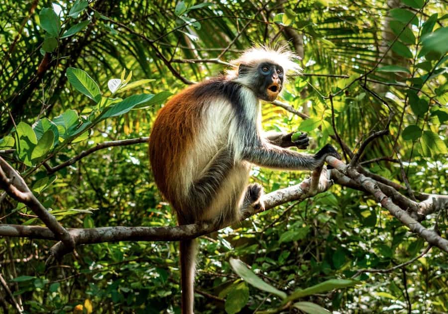 Zanzibar: Jozani Forest,Red colobus,the Rock Restaurant tour - The drive timing from Unguja to Pingwe, and how the day really flows