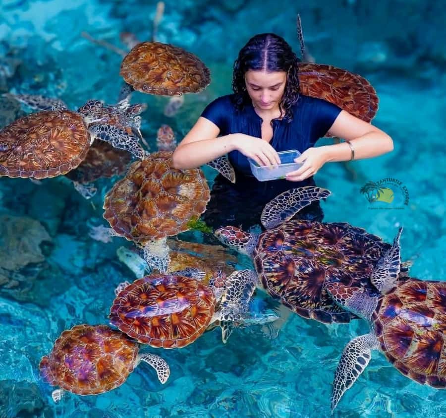 Zanzibar: Jozani Forest & Salaam Cave Sea Turtles Swim Tour - Key things to know before you go