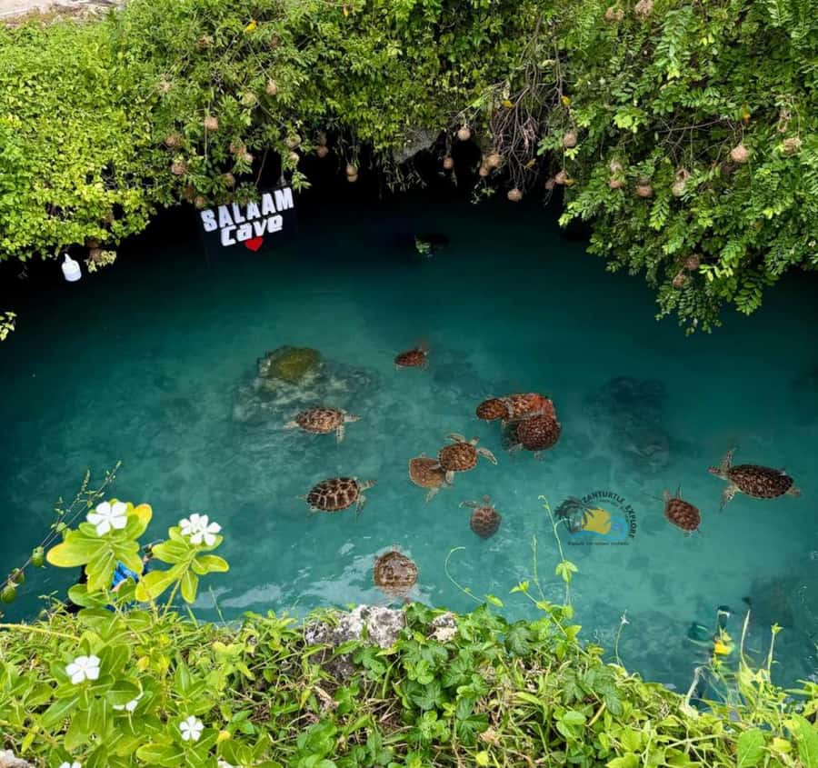 Zanzibar: Jozani Forest & Salaam Cave Sea Turtles Swim Tour - Jozani Forest and the Red Colobus Monkey walk