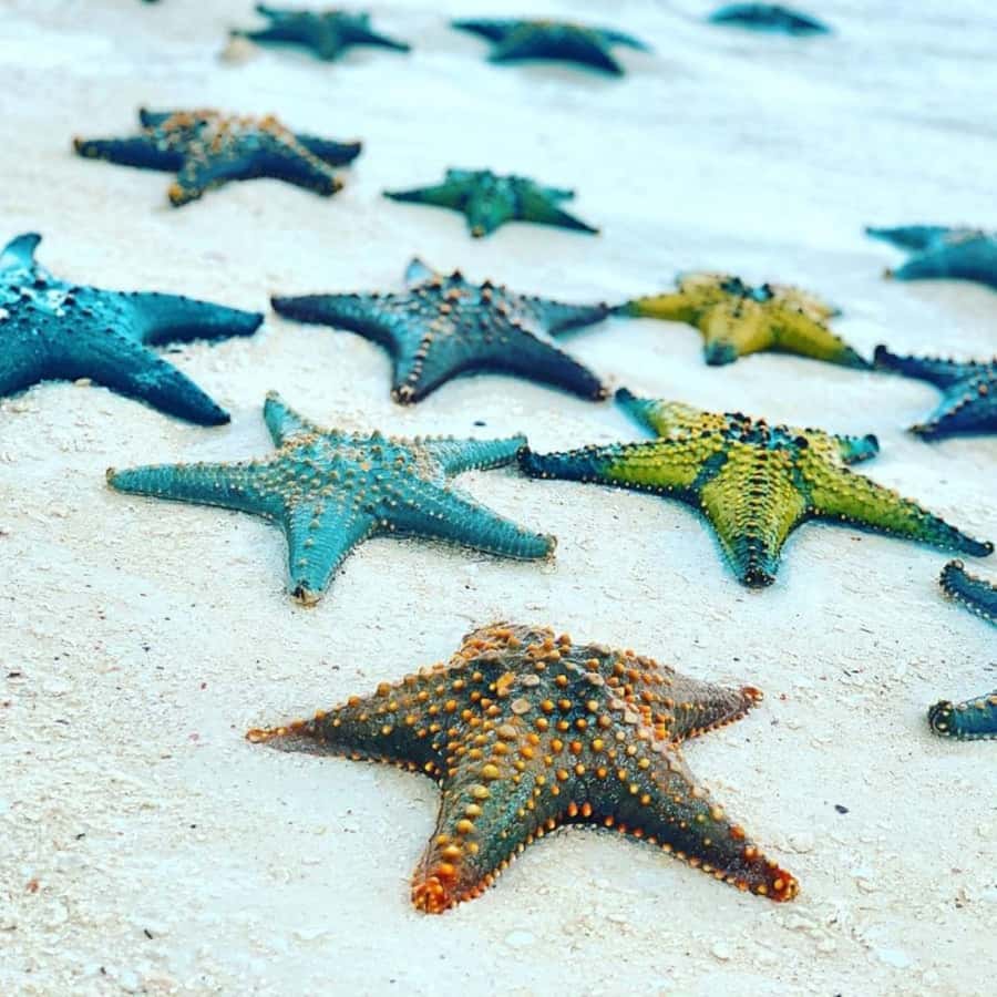 ZANZIBAR: Jozani Forest,Salaam Cave, The Rock & Blue Lagoon - Blue Lagoon to Starfish Beach: Photos, Boat Time, and Respect