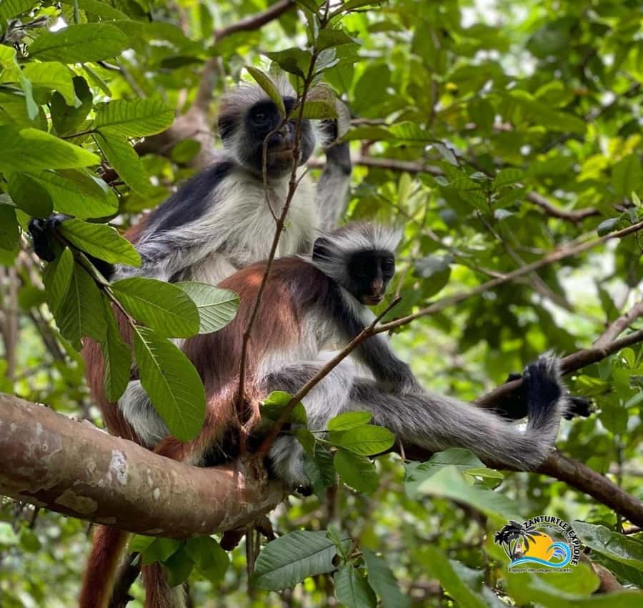 Zanzibar: Jozani Forest, Salaam Cave & The Rock Restaurant - The best parts of this Zanzibar wildlife and sea-day combo