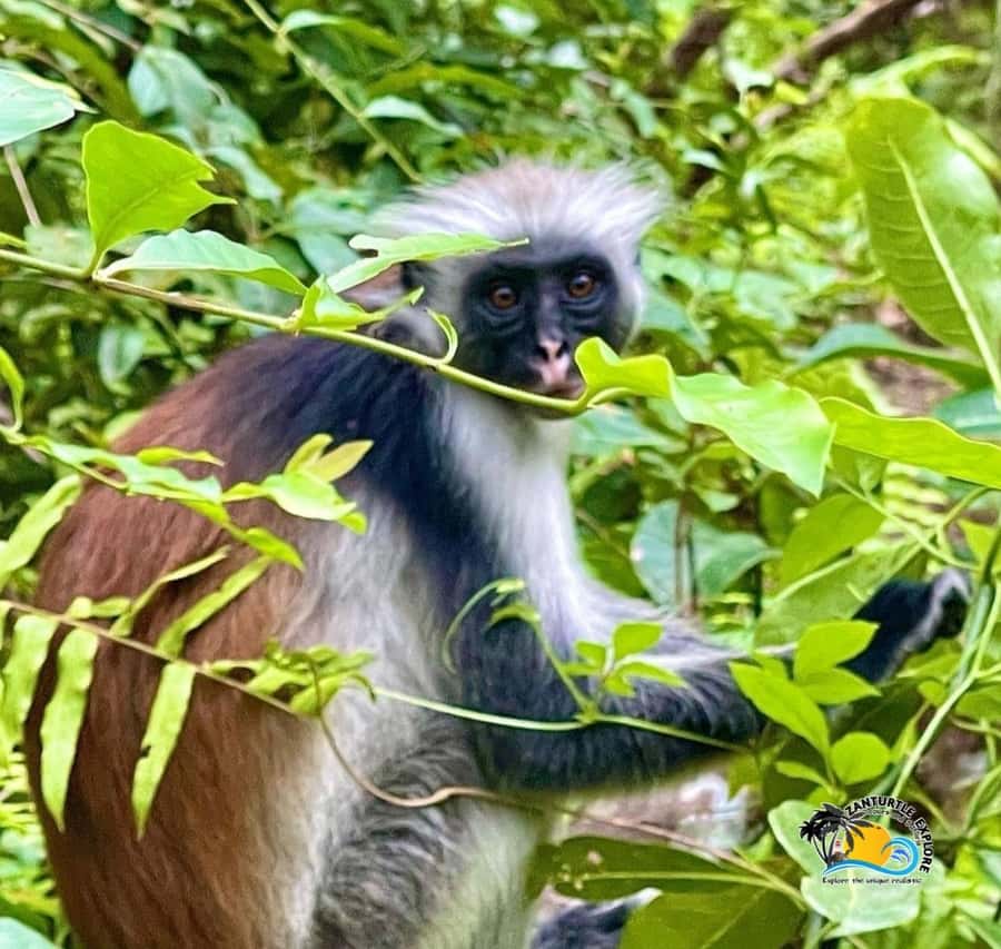 Zanzibar: Jozani Forest, Salaam Cave & The Rock Restaurant - The guide and language setup, plus pickup that actually helps
