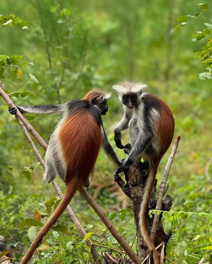 Zanzibar: Jozani Forest, Salaam & Maalum Caves and Sunset - Key things I’d circle before you book