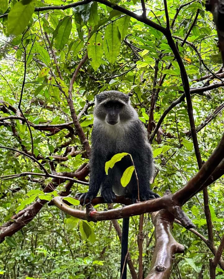 Zanzibar: Jozani Forest, Salaam & Maalum Caves and Sunset - Maalum Cave: Fresh-Water Swim in a Quiet Jungle