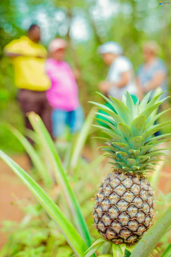 Zanzibar:Jozani forest, Spice farm with Swahili Cuisine clas - Should You Book This Zanzibar Jozani and Spice Farm Tour?