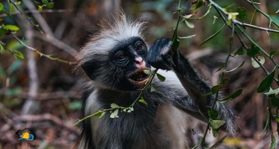 Zanzibar: Jozani Forest Tour and The Rock Restaurant - Forest and mangroves: the “walk” part is the point