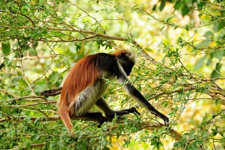 Zanzibar: Jozani forest tour & Spice farm tour with lunch - Jozani Forest and a spice farm, the smartest 6 hours on Unguja