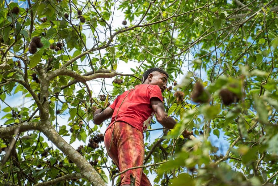 Zanzibar: Jozani forest tour & Spice farm tour with lunch - Guides and personalities: why your day may feel different