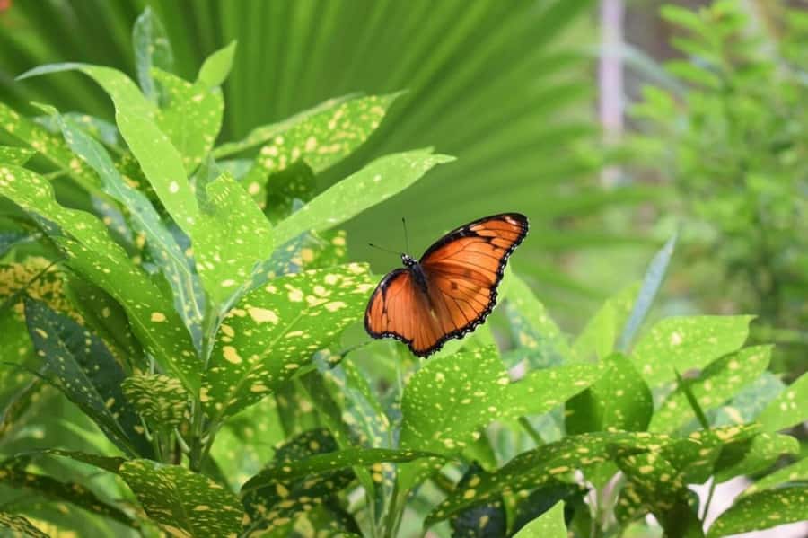 Zanzibar: Jozani forest tour & Spice farm tour with lunch - Logistics that help your day go smoothly