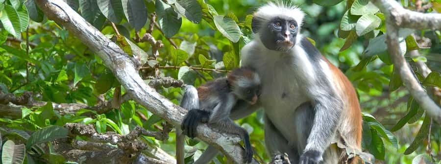 Zanzibar: Jozani Forest Watching Colobus Monkeys Guided Tour - Key takeaways before you go