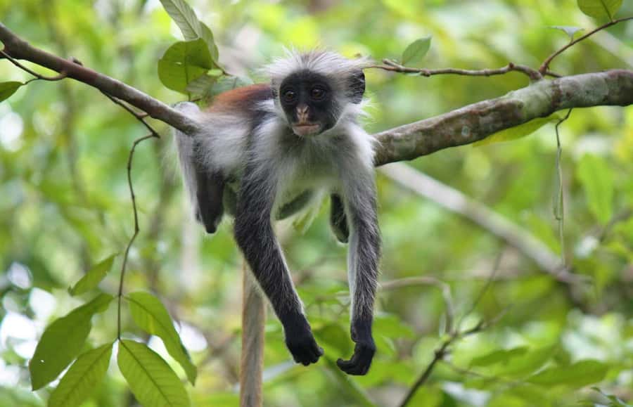 Zanzibar: Jozani Forest Watching Colobus Monkeys Guided Tour - The Jozani Forest walk: where the red colobus monkeys happen