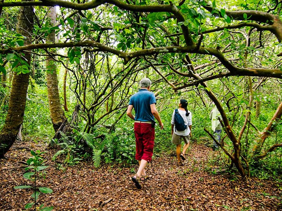 Zanzibar: Jozani Forest Watching Colobus Monkeys Guided Tour - Mangroves boardwalk swamp: a different habitat, same day
