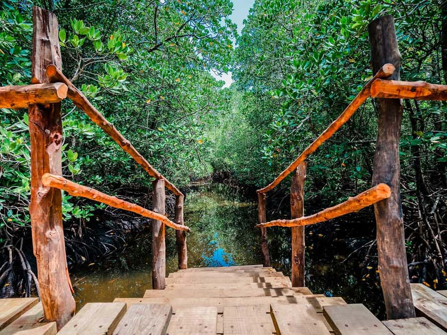 Zanzibar: Jozani Forest Watching Colobus Monkeys Guided Tour - Learning the park story: flora, fauna, and conservation