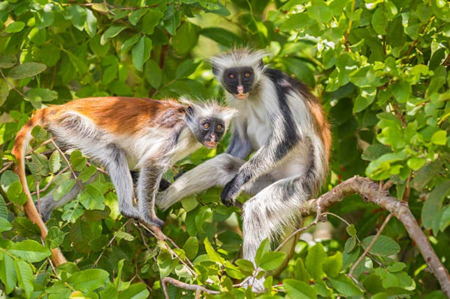 Zanzibar: Jozani Forest Watching Colobus Monkeys Guided Tour - The bird and wildlife rhythm: how to enjoy the pace
