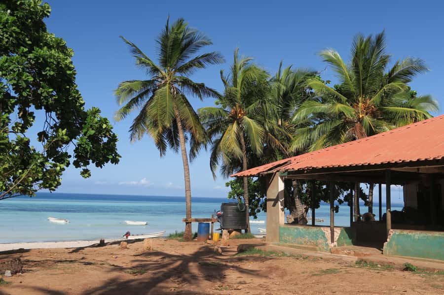 Zanzibar: Jozani Forest Watching Colobus Monkeys Guided Tour - Price and value: $38, plus entrance fees and transport