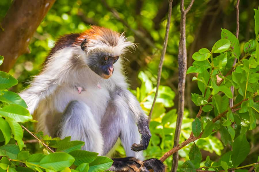 Zanzibar: Jozani Forest Watching Colobus Monkeys Guided Tour - What to bring for comfort and better wildlife spotting