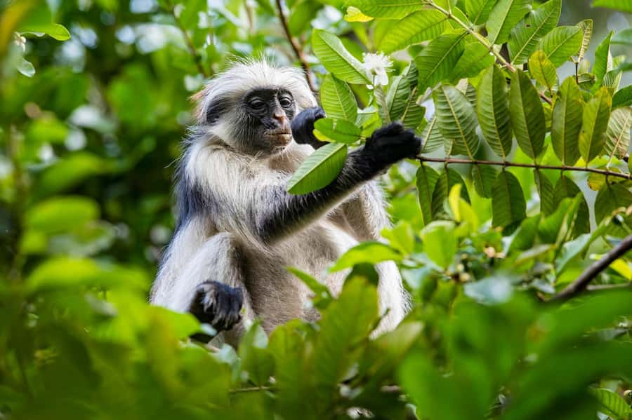 ZANZIBAR; JOZANI FOREST - Jozani Forest and Kuza Cave timing: what 3 to 4 hours means