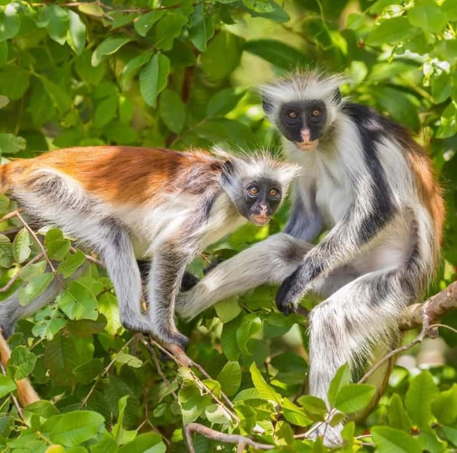Zanzibar: Jozani nature walk and wildlife tour - Stop 1: The Jozani forest walk and your red monkey encounter