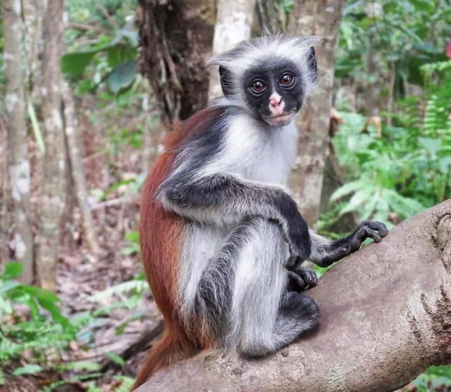 Zanzibar: Jozani nature walk and wildlife tour - Price and value: Is $98 a good deal for 3 hours?