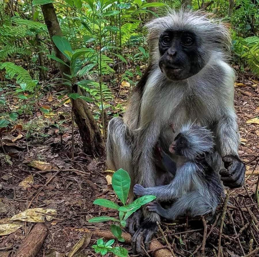 Zanzibar: Jozani nature walk and wildlife tour - What to ask your guide, so the walk turns into real learning